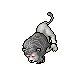 White Lion